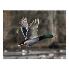 Mallard Duck startet Print Fotodruck
