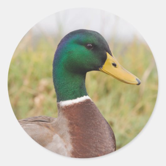 Mallard Duck Stickers (Vorderseite)