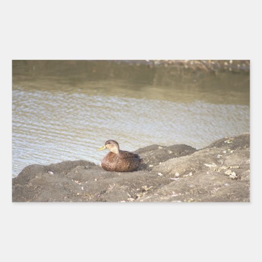 Mallard Duck Stickers (Vorderseite)