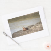 Mallard Duck Stickers (Umschlag)
