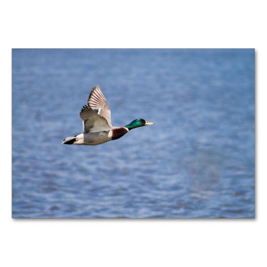 Mallard Duck Tischnummer (Vorderseite)