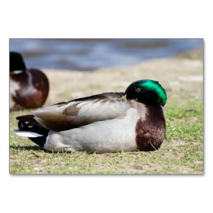 Mallard Duck Tischnummer