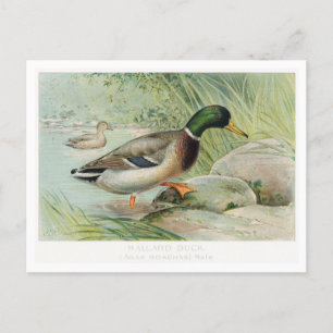 Mallard Duck Vintag Illustration Postkarte