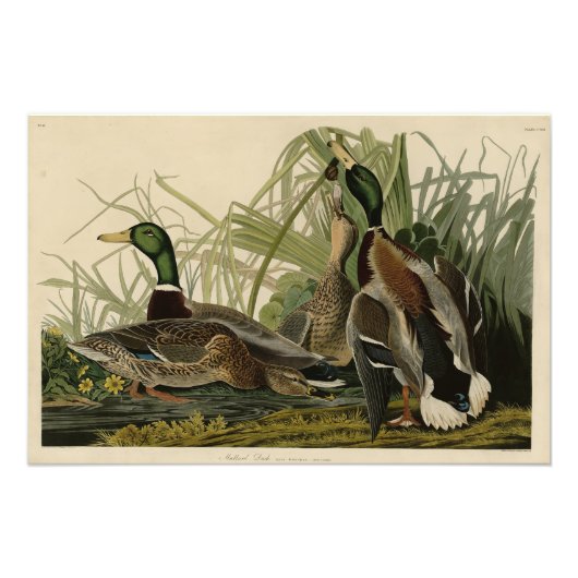 Mallard Duck von Audubon's Birds of America Fotodruck (Vorne)