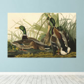Mallard Duck von Audubon's Birds of America Leinwanddruck (Insitu (Holzboden))