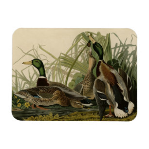 Mallard Duck von Audubon's Birds of America Magnet
