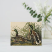 Mallard Duck von Audubon's Birds of America Postkarte (Stehend Vorderseite)
