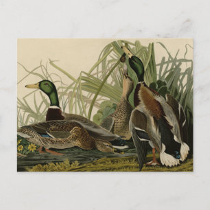 Mallard Duck von Audubon's Birds of America Postkarte