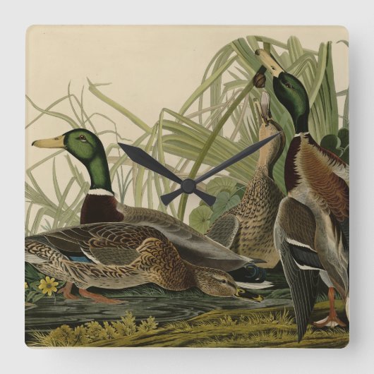 Mallard Duck von Audubon's Birds of America Quadratische Wanduhr (Vorderseite)