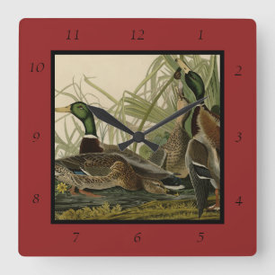 Mallard Duck von Audubon's Birds of America Quadratische Wanduhr