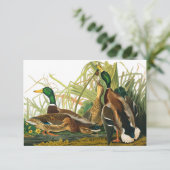 Mallard Duck von John James Audubon Dankeskarte (Stehend Vorderseite)
