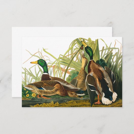 Mallard Duck von John James Audubon Dankeskarte (Vorne/Hinten)