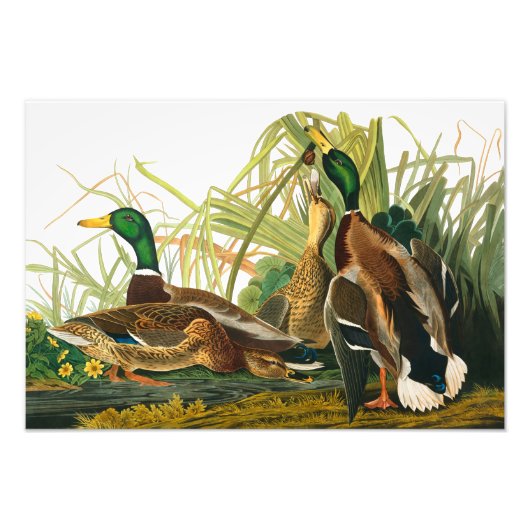Mallard Duck von John James Audubon Fotodruck (Vorne)