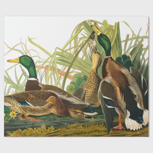 Mallard Duck von John James Audubon Geschenkpapier (Flach)