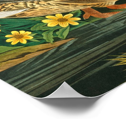 Mallard Duck von John James Audubon Poster (Ecke)