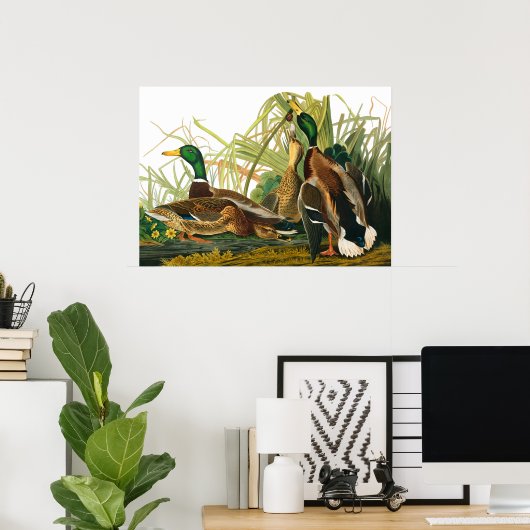 Mallard Duck von John James Audubon Poster (Heimbüro)