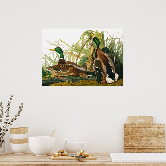 Mallard Duck von John James Audubon Poster (Küche)