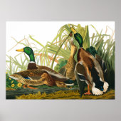 Mallard Duck von John James Audubon Poster (Vorne)