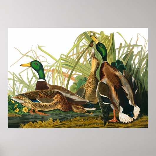 Mallard Duck von John James Audubon Poster (Vorne)