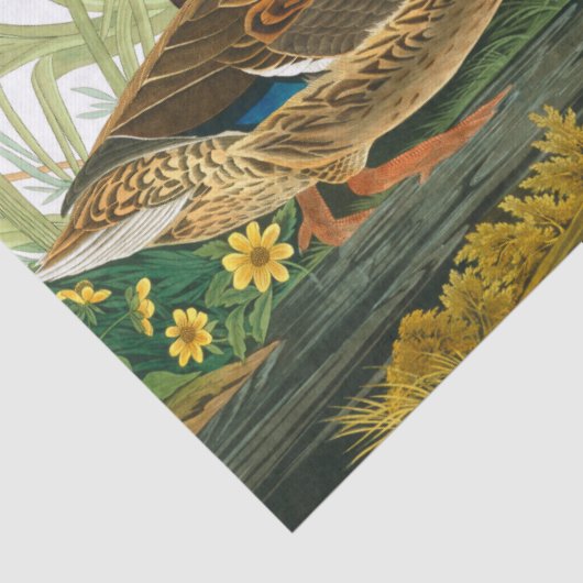 Mallard Duck von John James Audubon Seidenpapier (Detail)