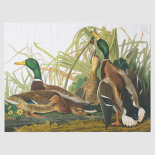 Mallard Duck von John James Audubon Seidenpapier