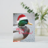 Mallard Duck Wearing Red Weihnachtsmannmütze Holid Postkarte (Stehend Vorderseite)