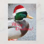 Mallard Duck Wearing Red Weihnachtsmannmütze Holid Postkarte (Vorderseite)