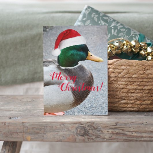 Mallard Duck Wearing Red Weihnachtsmannmütze Holid Postkarte