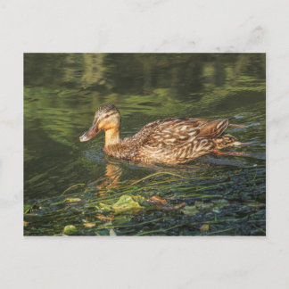 Mallard Duck (weiblich) Postkarte