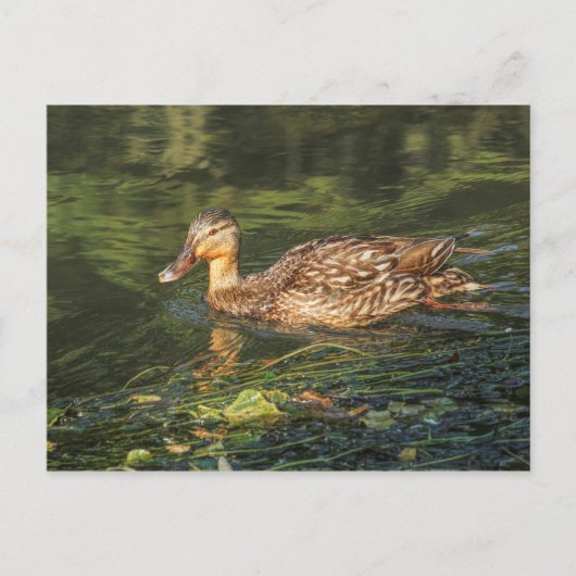 Mallard Duck (weiblich) Postkarte (Vorderseite)