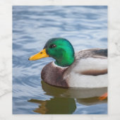 Mallard Duck Weinetikett (Einzelnes Label)
