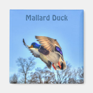 Mallard Duck Wildlife Foto für Vogelliebhaber Magnet