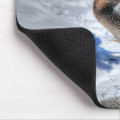 Mallard Duck Wildlife Foto für Vogelliebhaber Mousepad (Ecke)