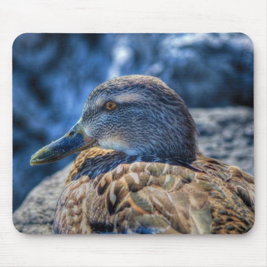 Mallard Duck Wildlife Foto für Vogelliebhaber Mousepad (Vorne)