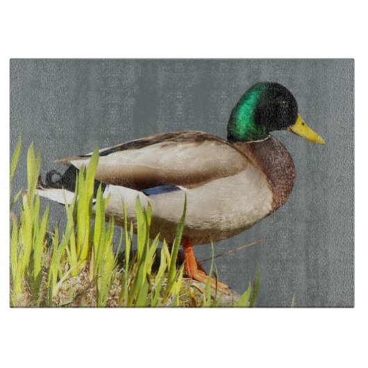 Mallard Duck Wildlife Large Schneidebrett (Vorderseite)