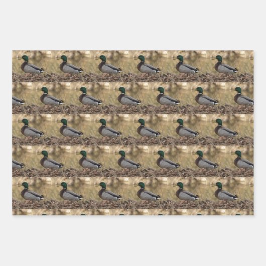 Mallard Duck Wrapping Paper Geschenkpapier Set (Vorderseite 3)