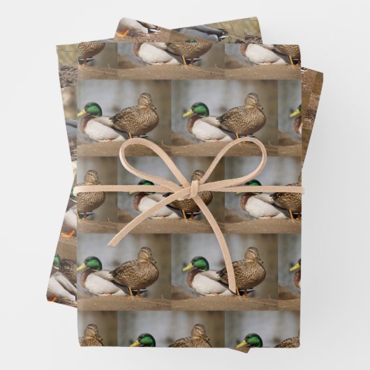 Mallard Duck Wrapping Paper Geschenkpapier Set (Beispiel)