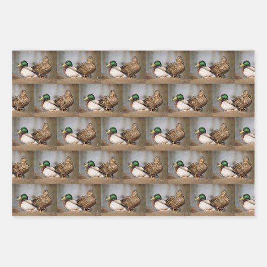 Mallard Duck Wrapping Paper Geschenkpapier Set (Vorderseite)