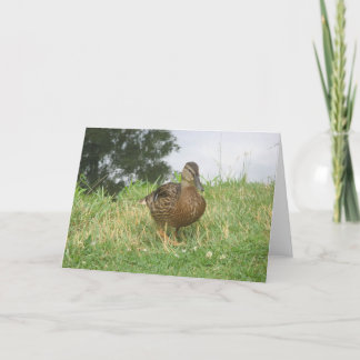Mallard-Duckkarte Karte