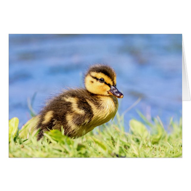 Mallard Duckling (Vorderseite (Horizontal))