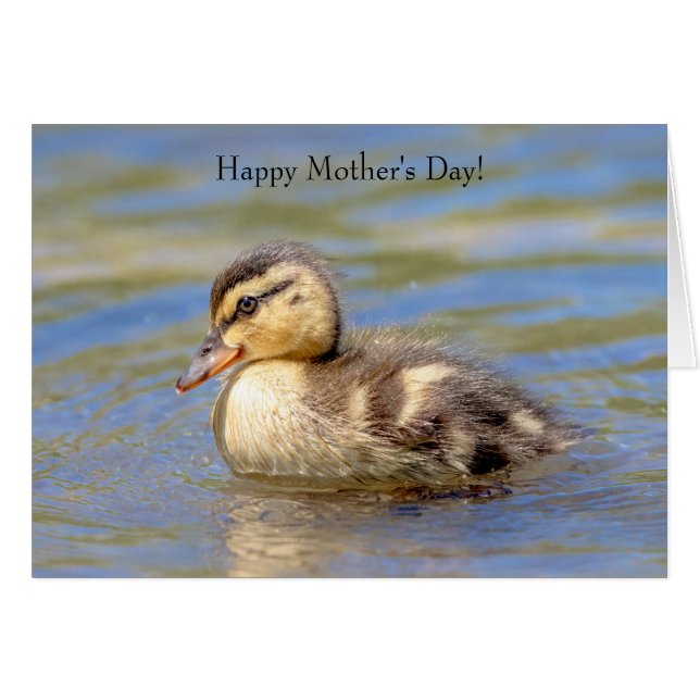 Mallard Duckling (Vorderseite (Horizontal))