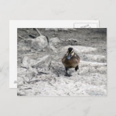 Mallard Duckling Foto Postkarte (Vorne/Hinten)