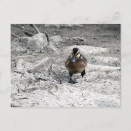 Mallard Duckling Foto Postkarte