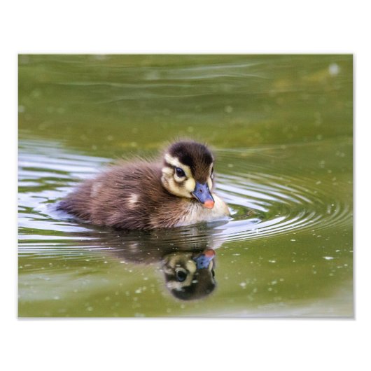 Mallard Duckling Fotodruck (Vorne)