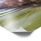 Mallard Duckling Fotodruck (Ecke)