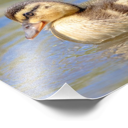 Mallard Duckling Fotodruck (Ecke)