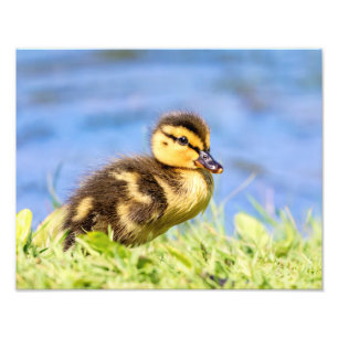 Mallard Duckling Fotodruck