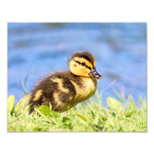 Mallard Duckling Fotodruck (Vorne)