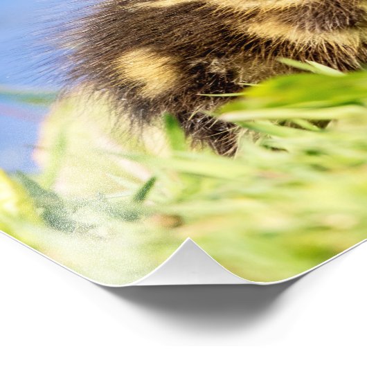 Mallard Duckling Fotodruck (Ecke)