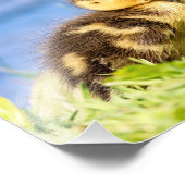 Mallard Duckling Fotodruck (Ecke)